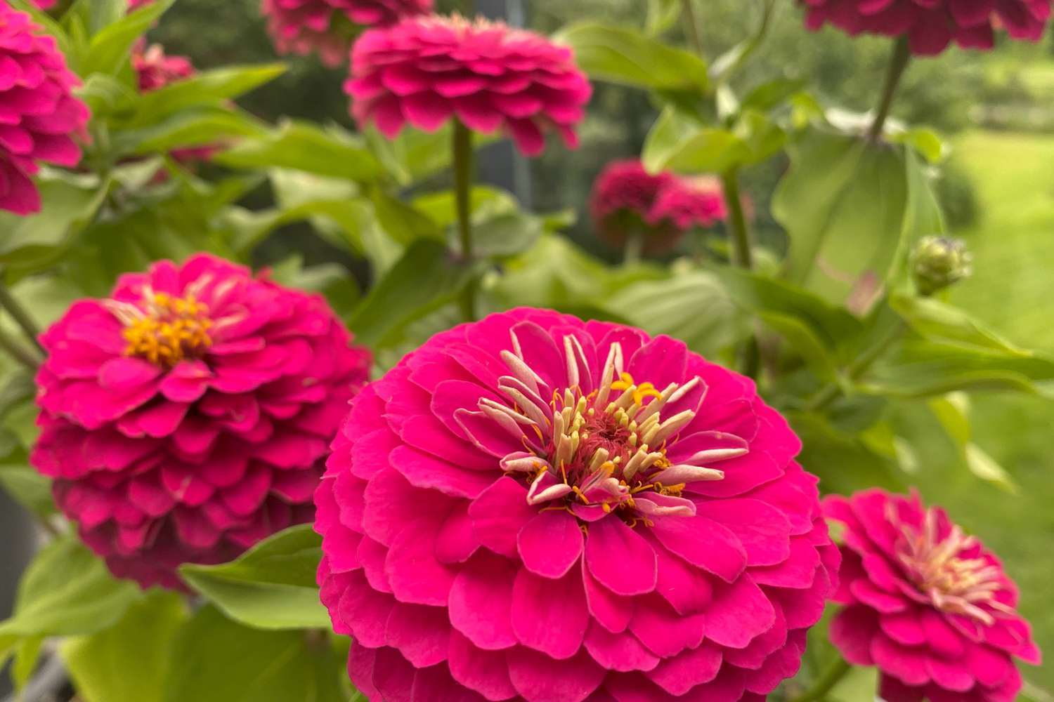 Common zinnia Pink petals overlapping many layers, forming a beautiful bush.