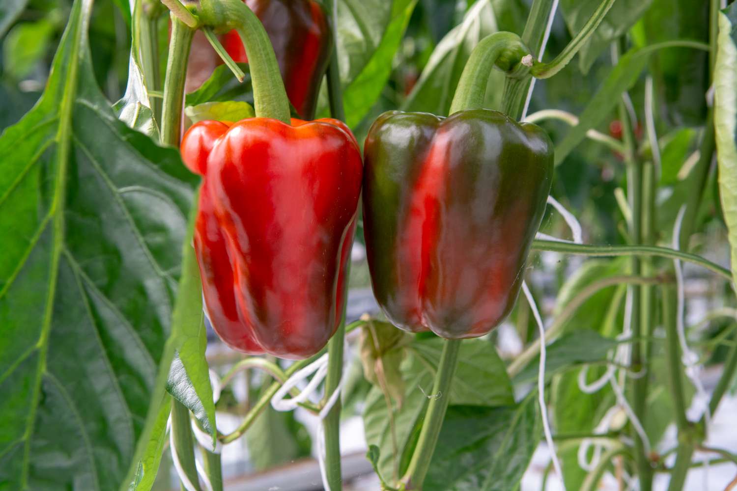 Bell peppers and green leaves growing in a pot