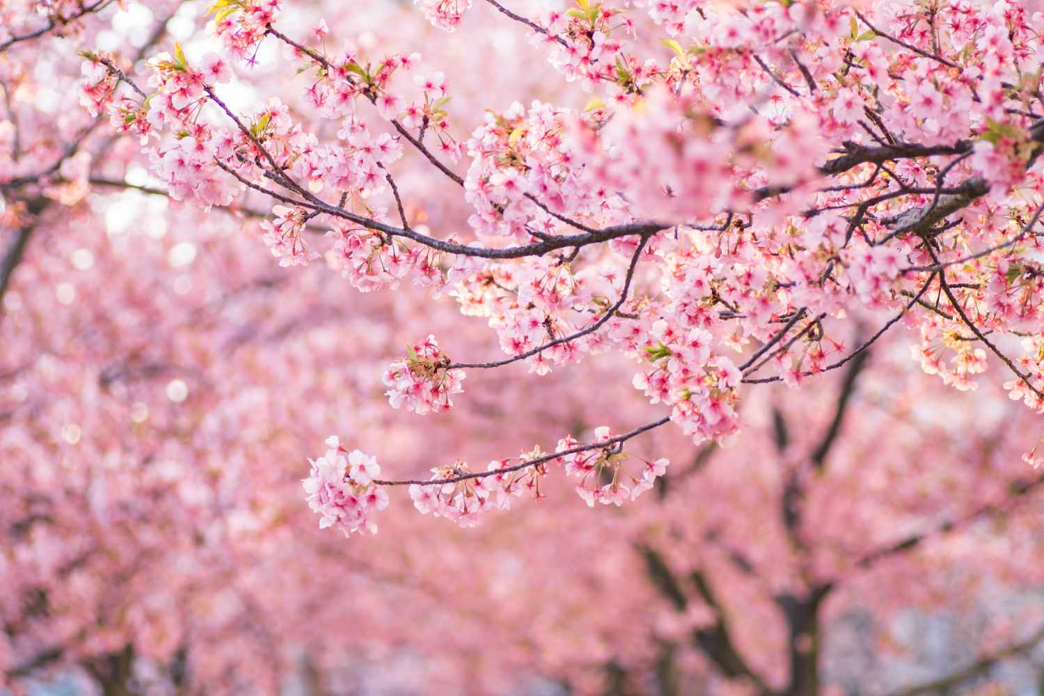 cherry trees in full bloom