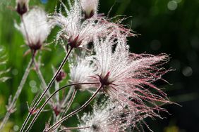 Closeup of prairie smoke flowers with dew