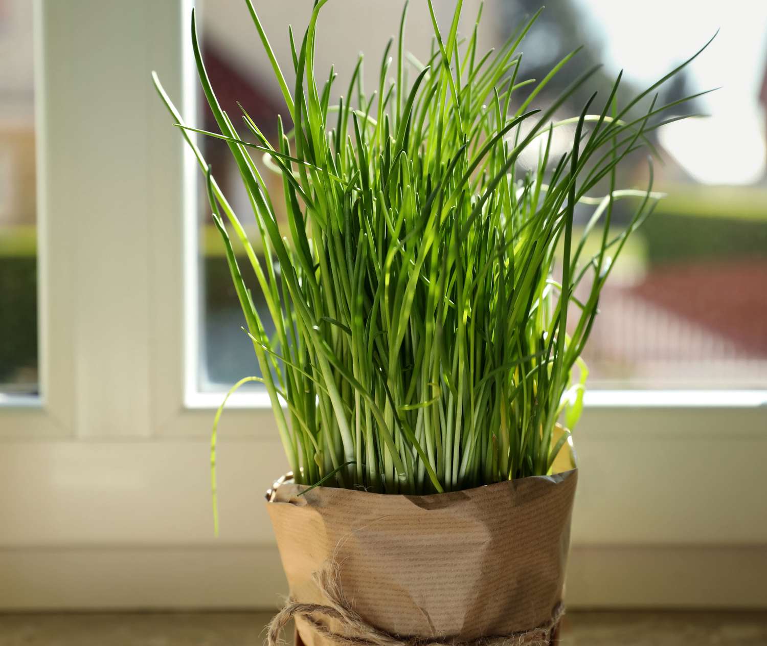Potted green chives on windowsill indoors. 