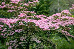 Flowering Dogwood