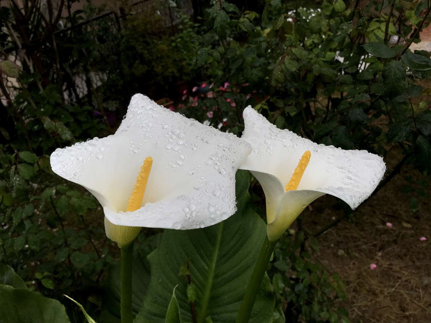 Calla lily in garden