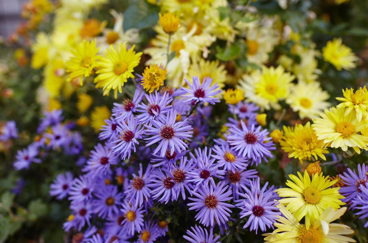 Aromatic Aster (Symphyotrichum oblongifolium)
