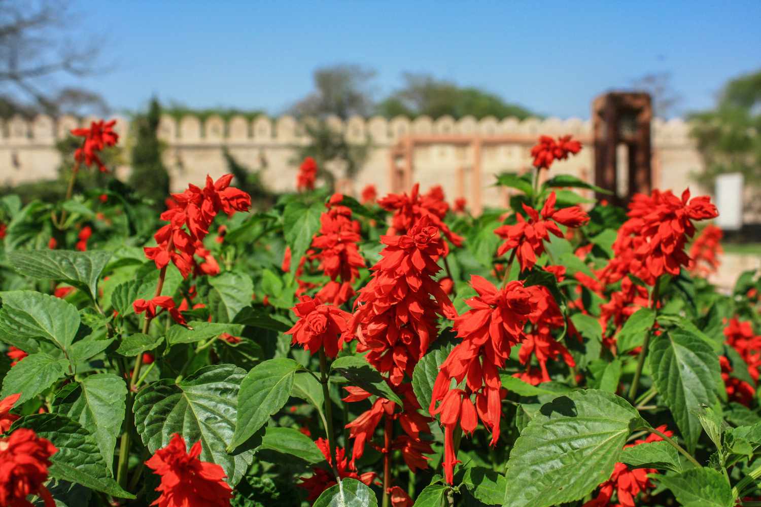 Red salvia