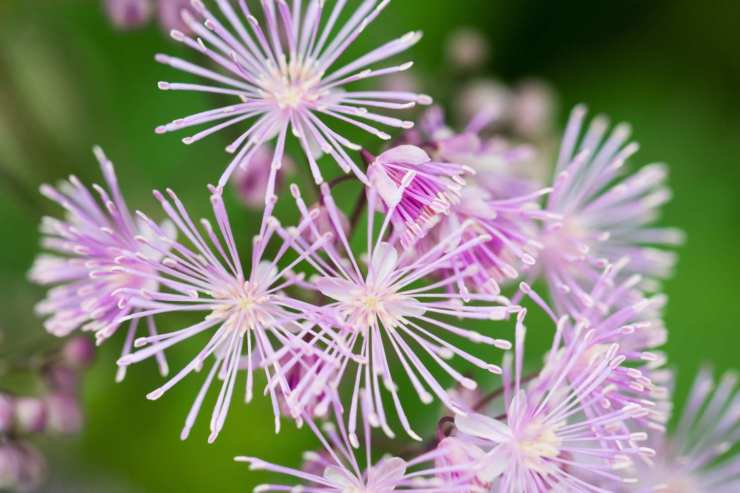 Meadow Rue