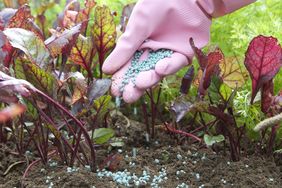 A gloved hand applying granular fertilizer to soil around leafy plants in a garden bed