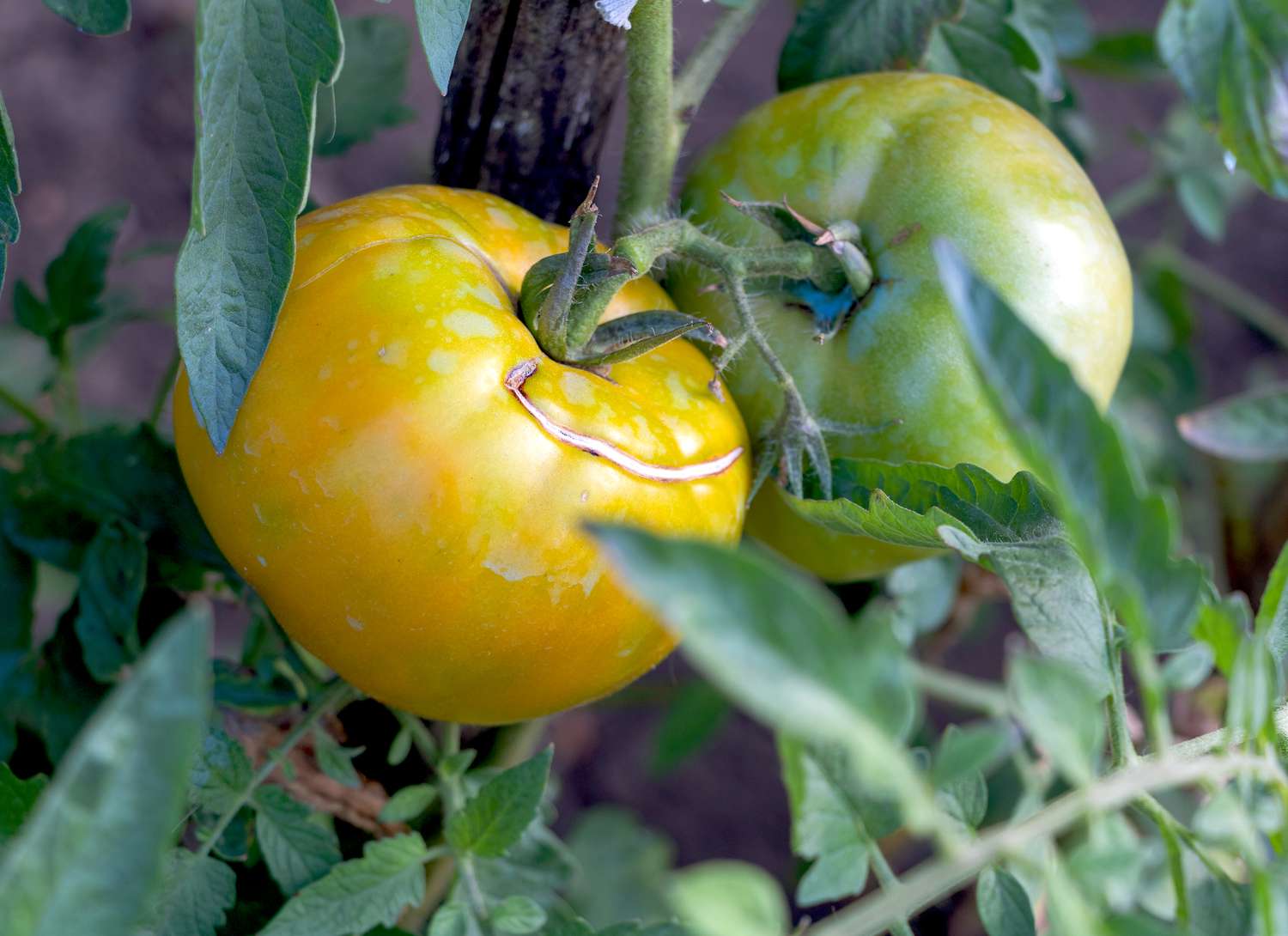 yellow and green tomatoes on the vine