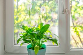 A peace lily in a pot placed on a windowsill with greenery visible in the background
