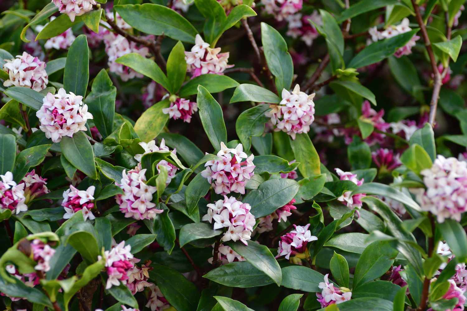 Daphne flowers evergreen shrub with dark green leaves and terminal umbels of very fragrant, reddish-purple, yellow or white flowers from late winter to early spring
