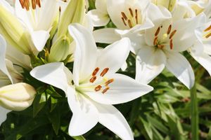 Closeup of blooming lilies in a garden
