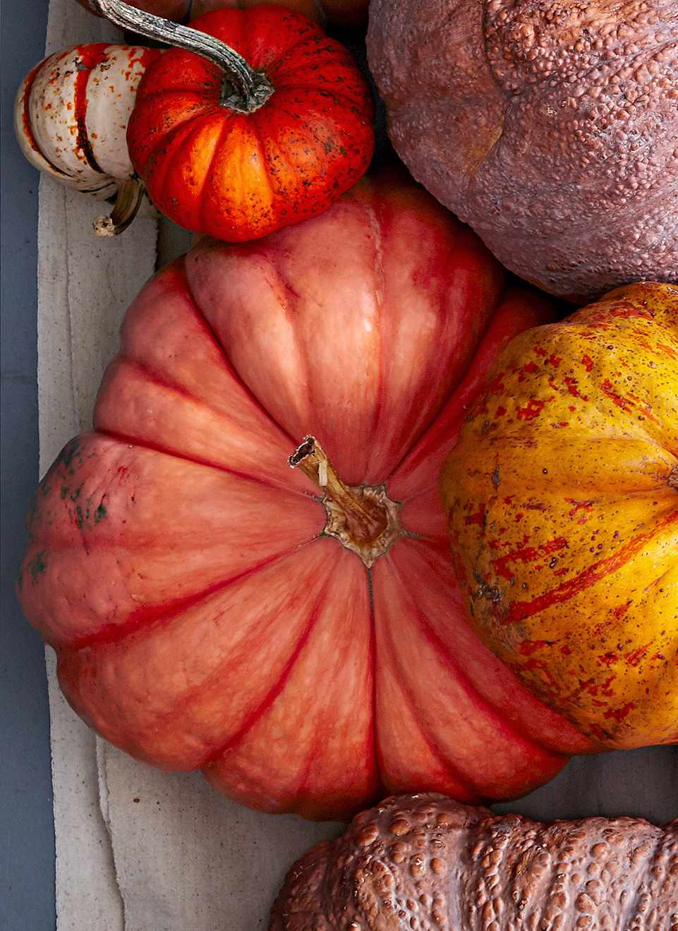 rouge vif d' etampes pumpkin variety