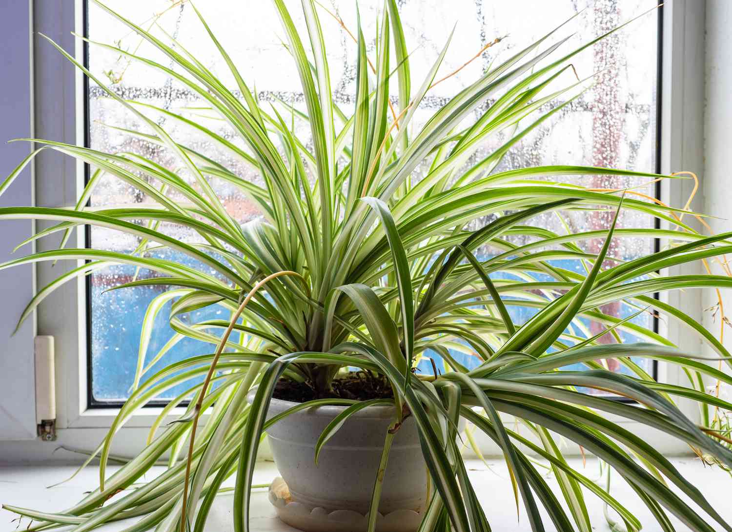 spider plant in a pot near a window