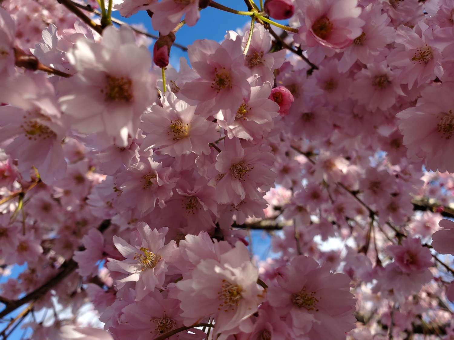 Close-up of cherry blossoms on branches against a blue sky