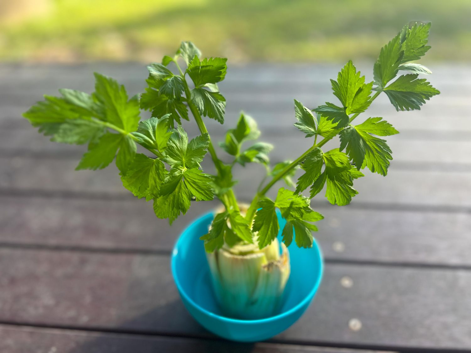 Regrowing Celery from scrap stalk
