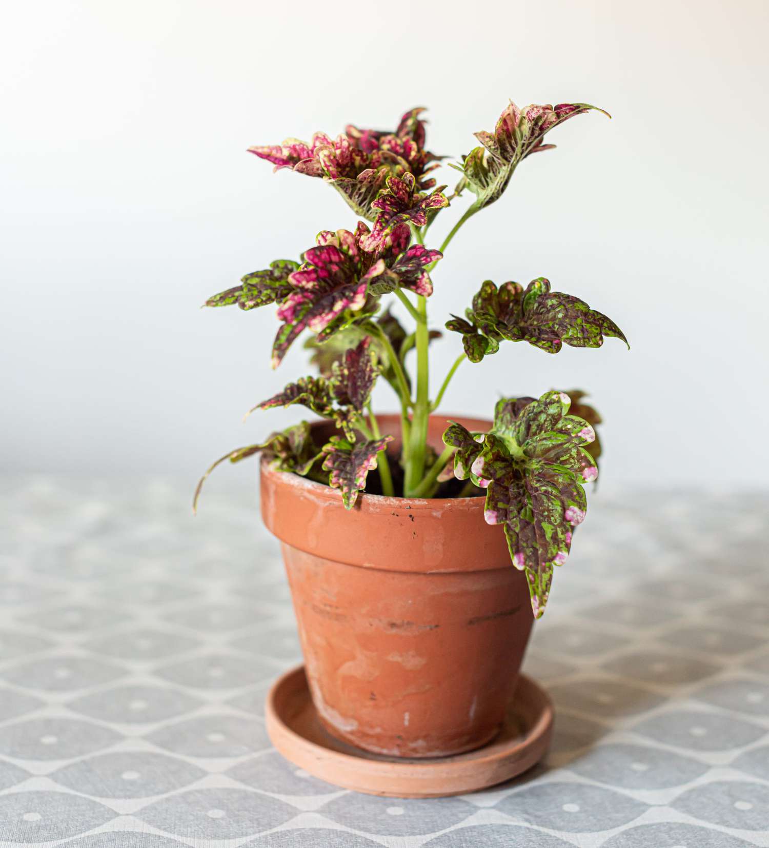 potted painted nettle plant