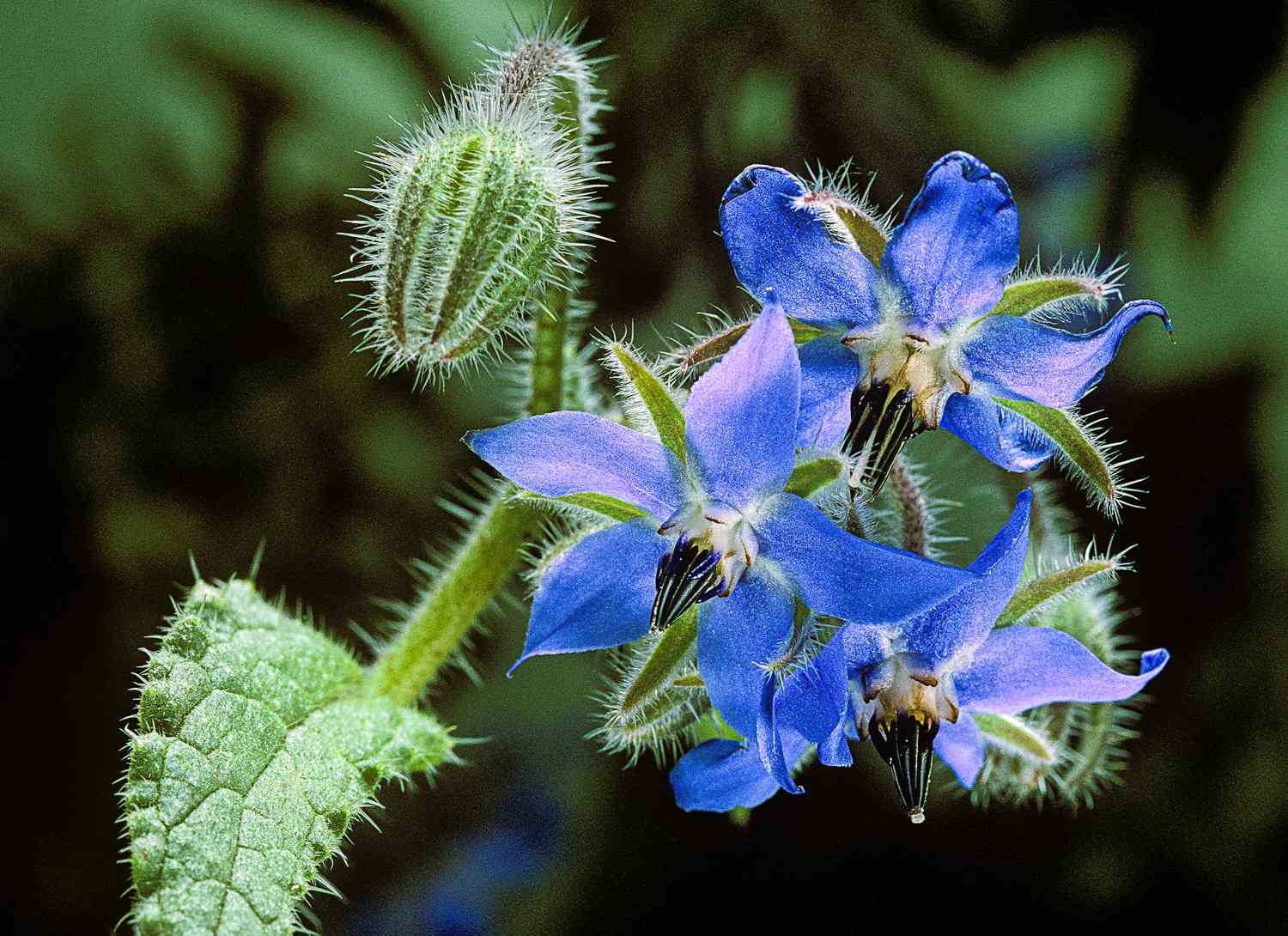Borage plant with blue blooms