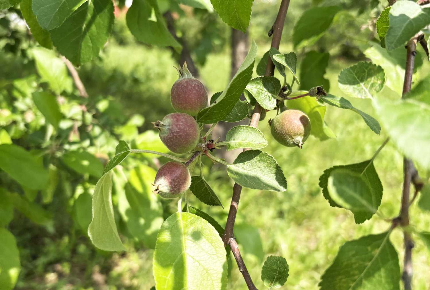 Liberty Apple Tree