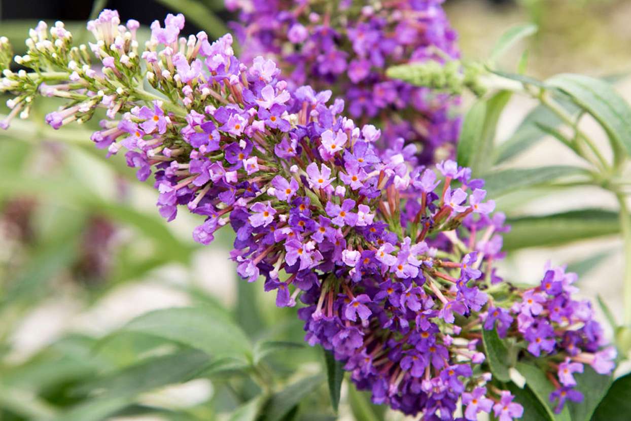 Ultra Violet Butterfly Bush