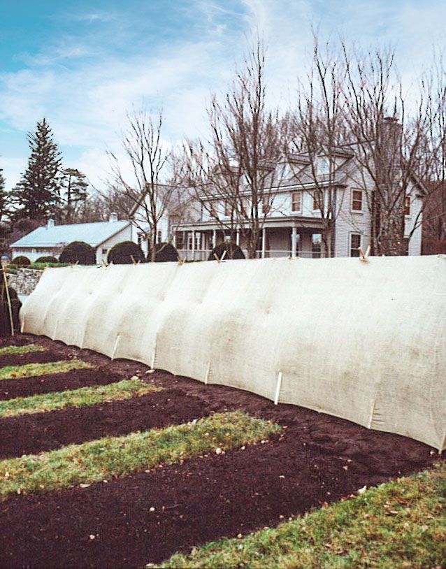 burlap coverings for boxwoods at bedford