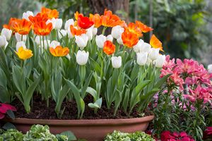 A planter filled with blooming tulips in a garden setting