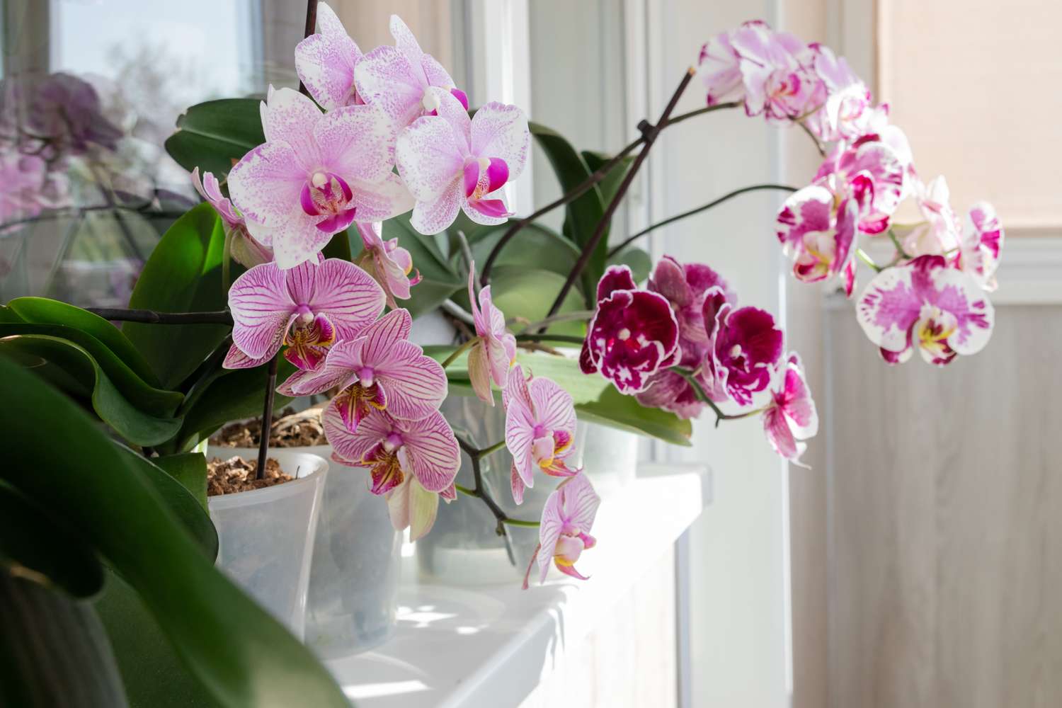 Close-up of flowering phalaenopsis orchids in pots on white windowsill