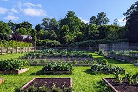 decorvow's vegetable garden