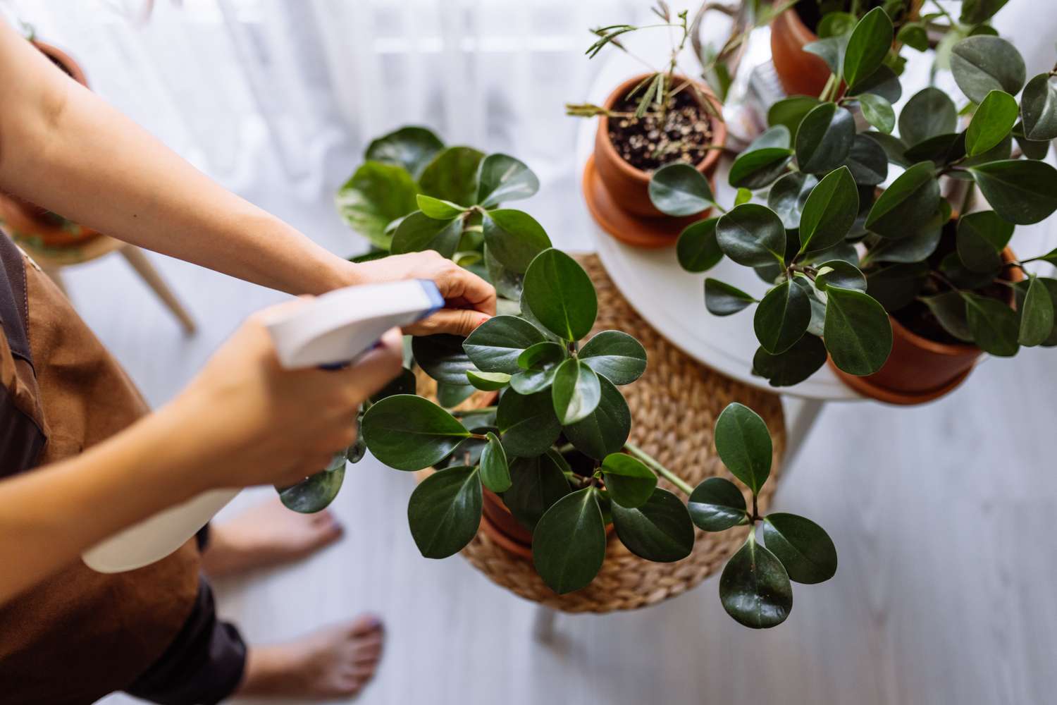 spraying water on houseplants