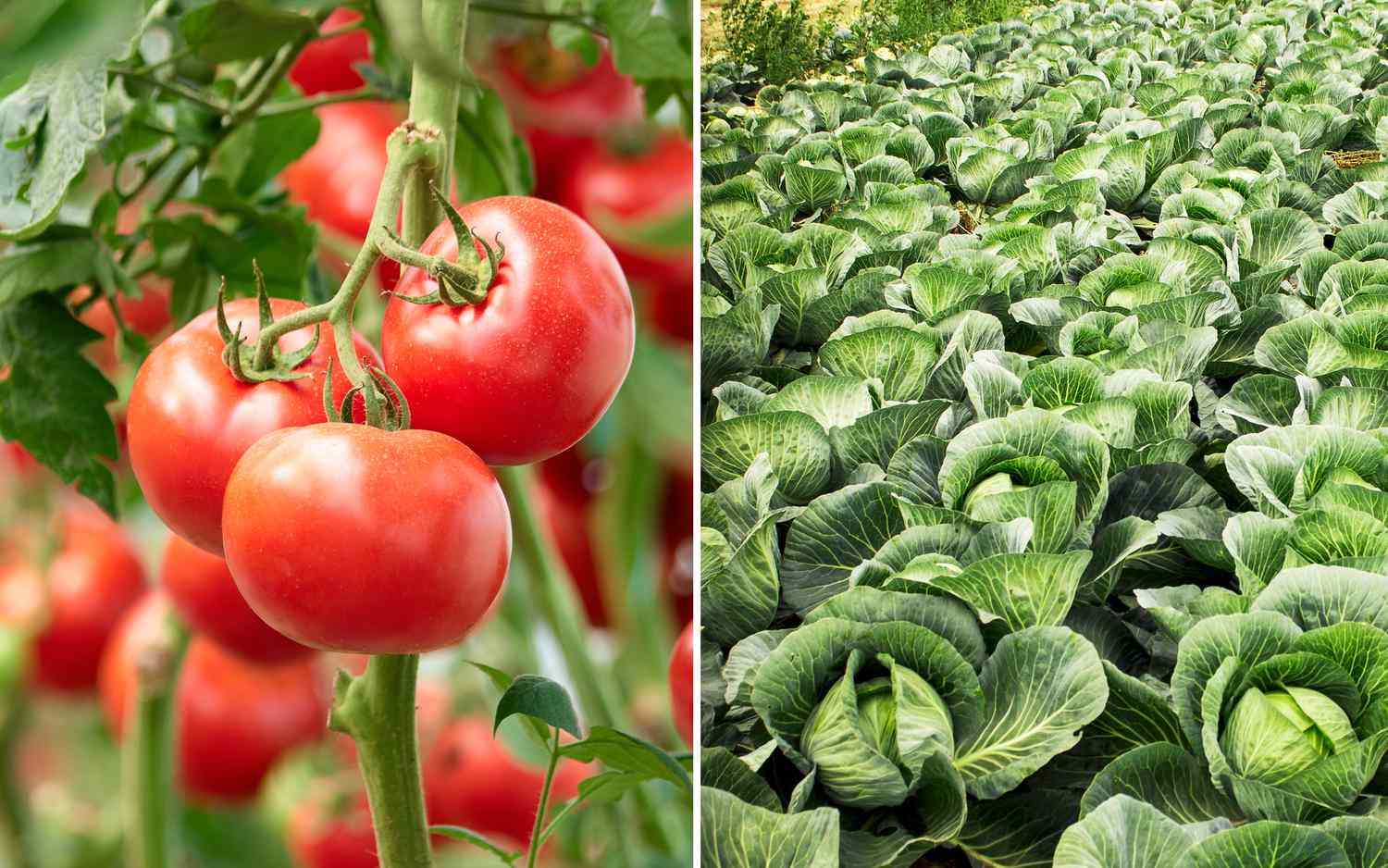 tomatoes on vine and cabbage