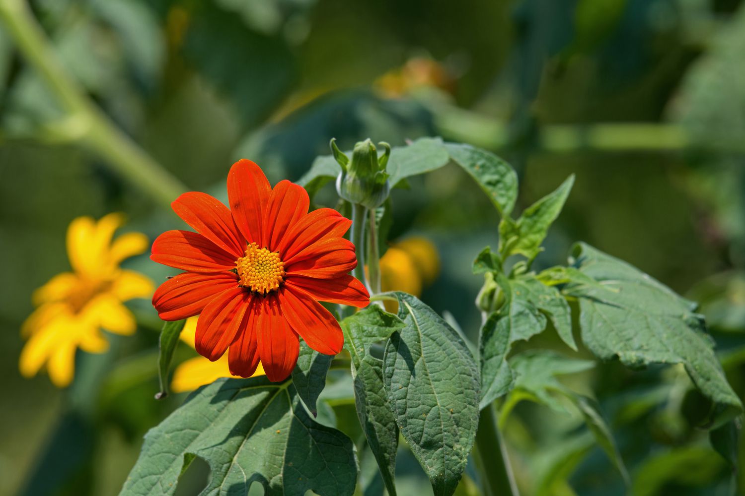Mexican Sunflower