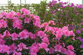Azalea flowers blooming in a garden