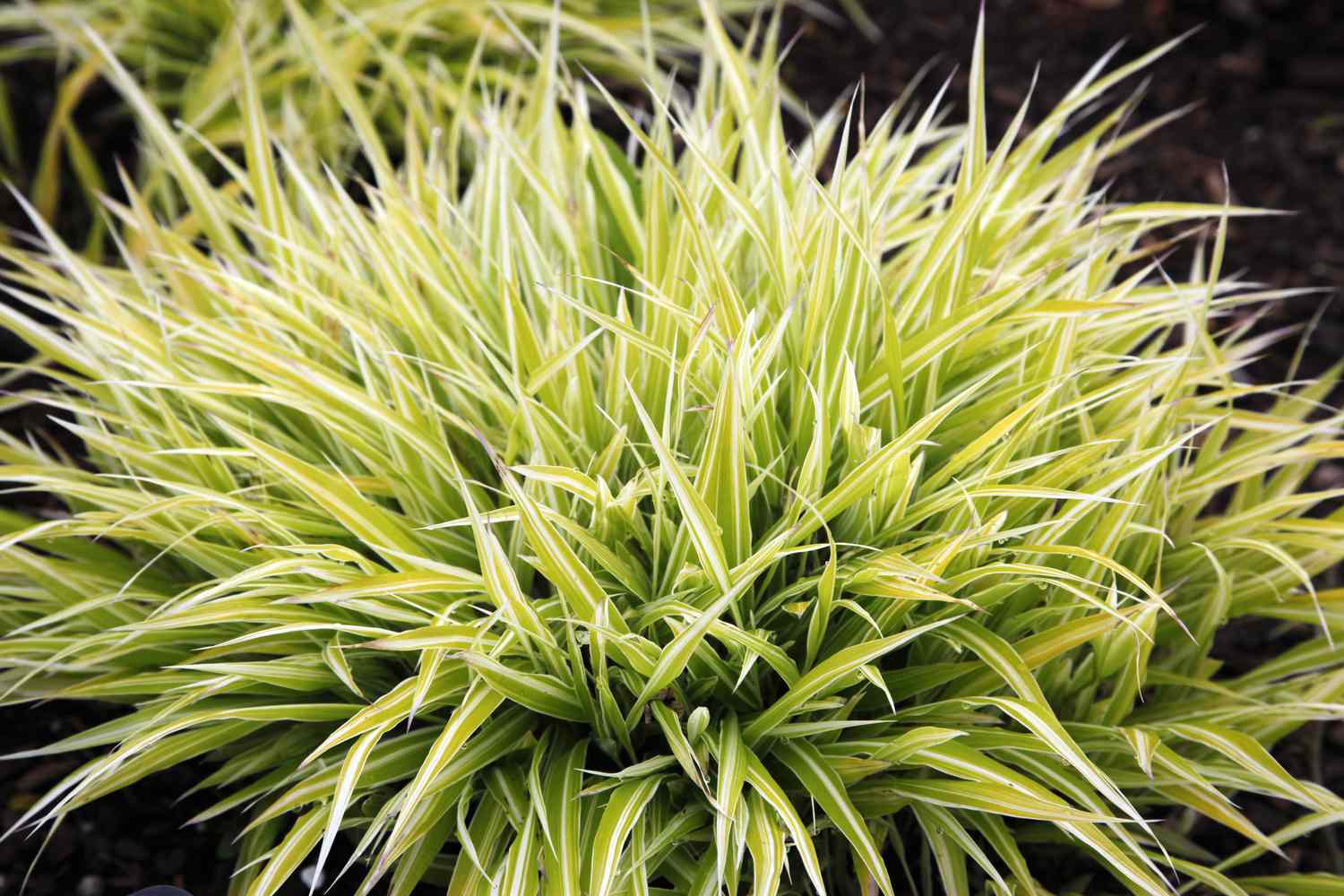 Close Up of Variegated Japanese Forest Grass (Hakonechloa macra)
