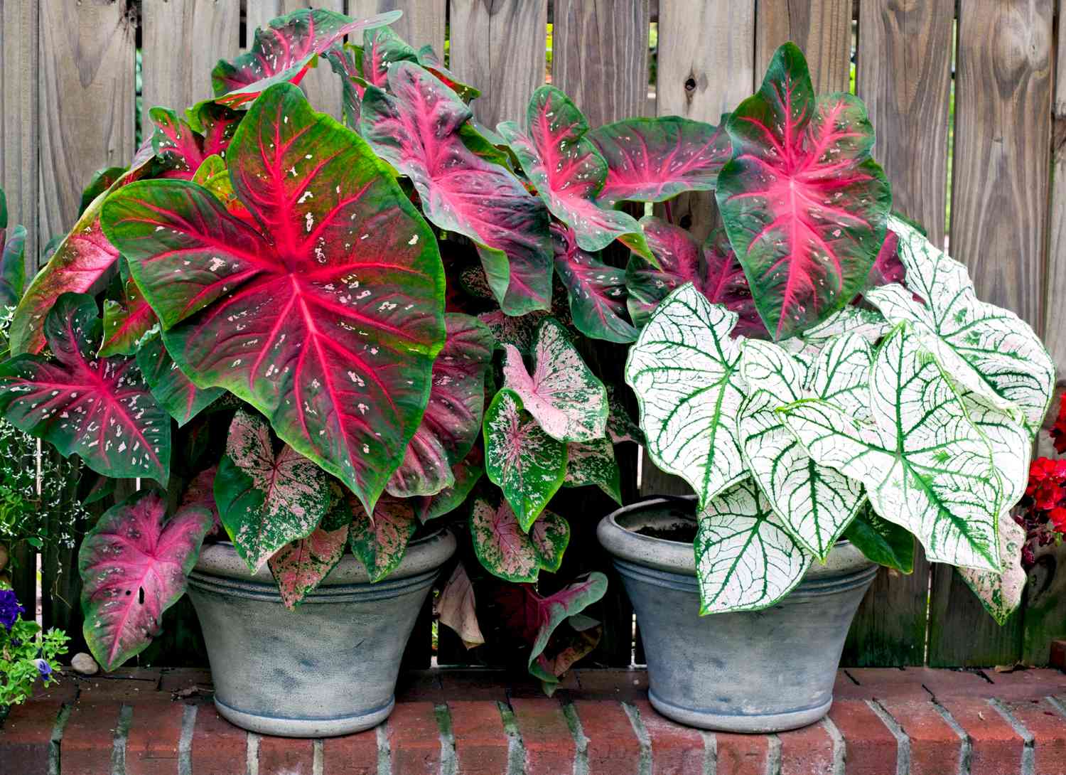 two caladiums growing in containers