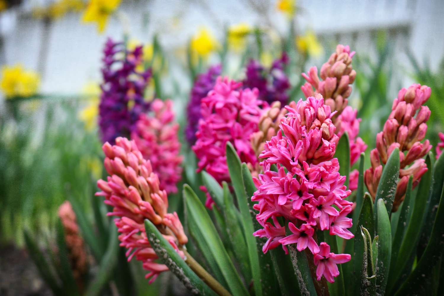 plashes of pinks and purple of Hyacinths look particularly lovely with greens and yellow daffodils in the background.