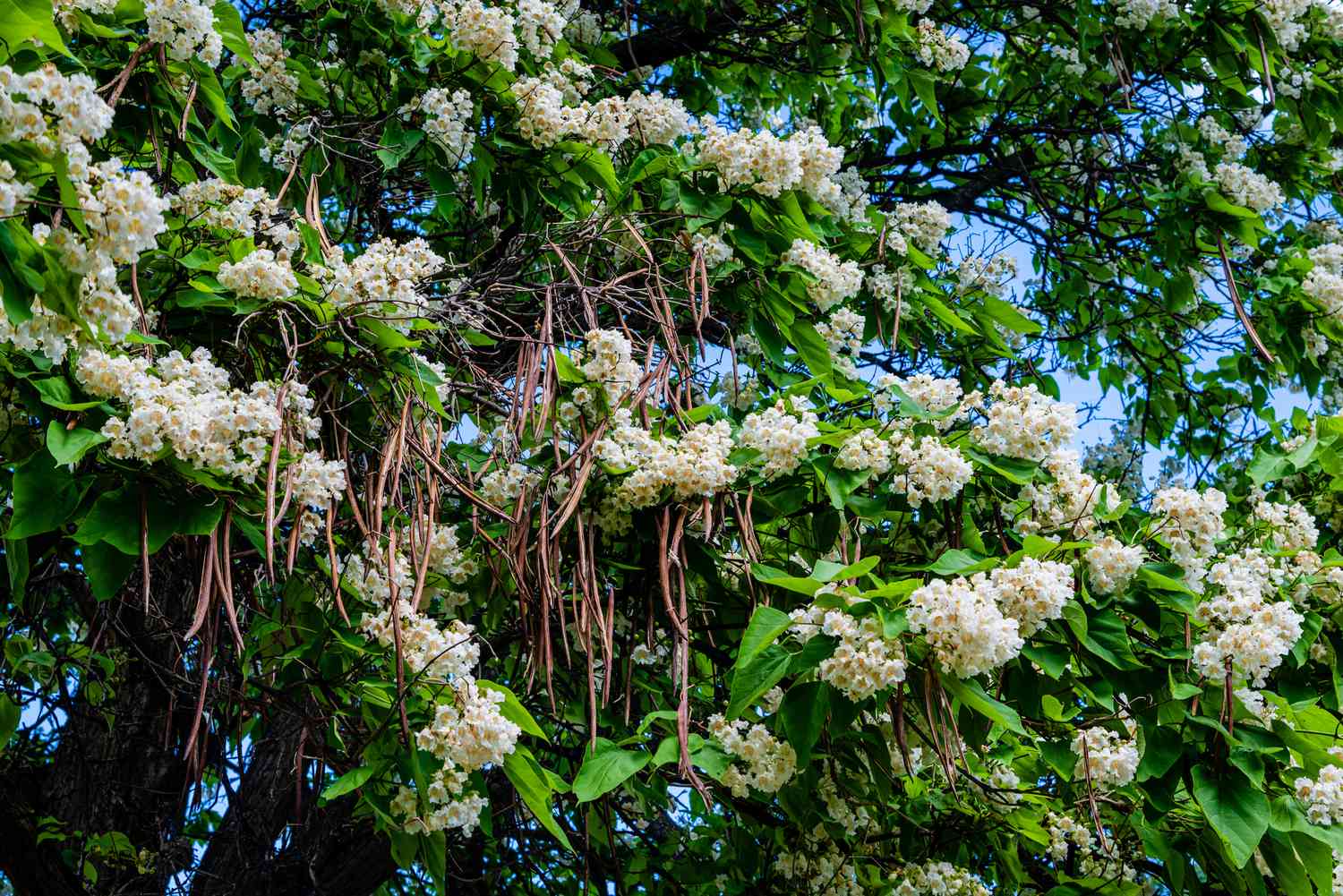 Northern catalpa in bloom