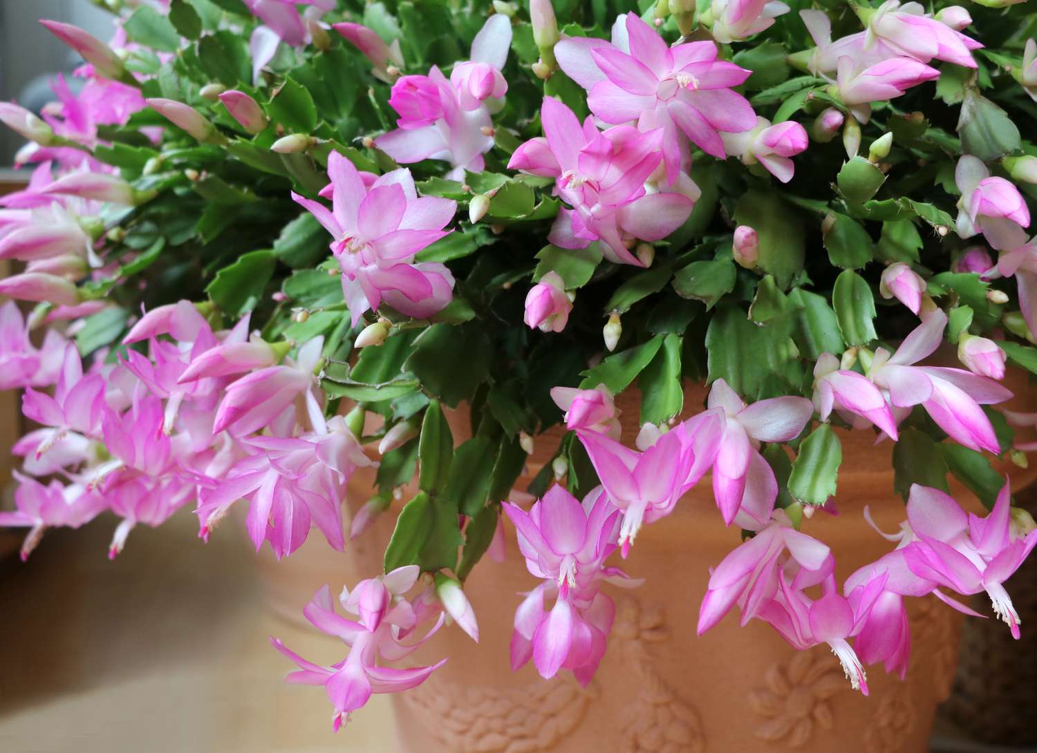 Christmas cactus in a terracotta pot with pink blooms