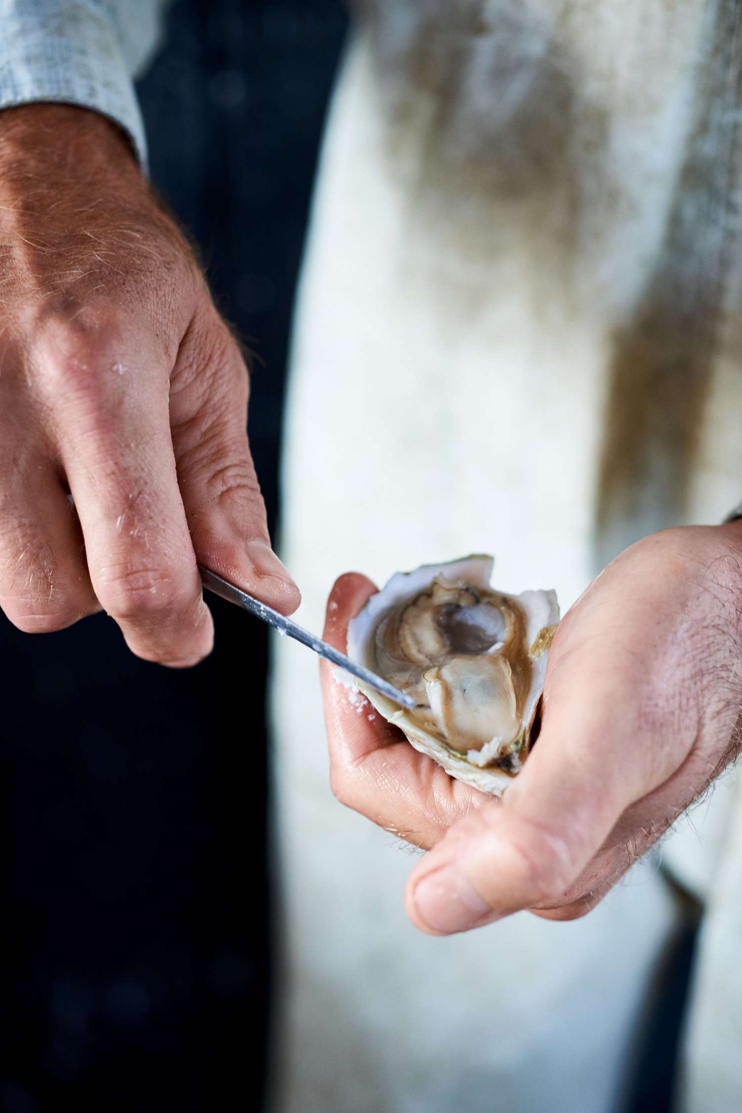 shucking oyster