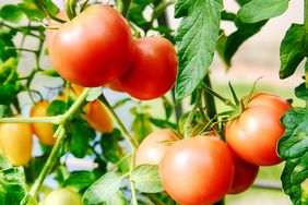 tomatoes