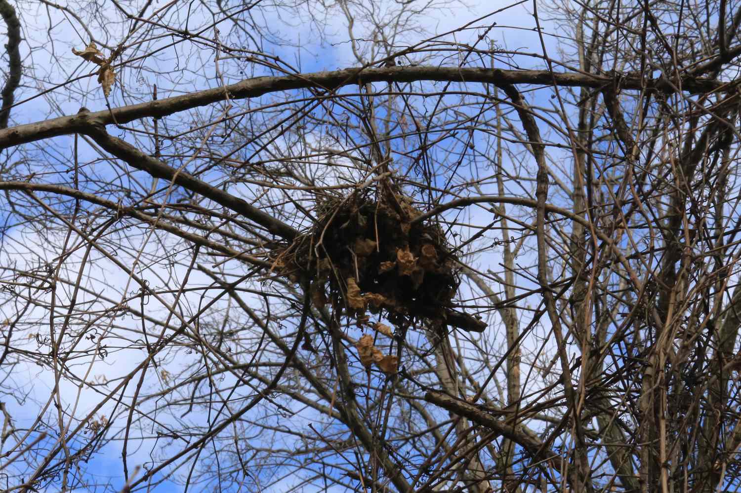 A birds nest is visible among bare tree branches against the sky