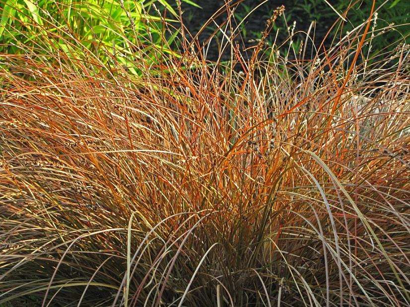 A cluster of ornamental grass in a garden setting