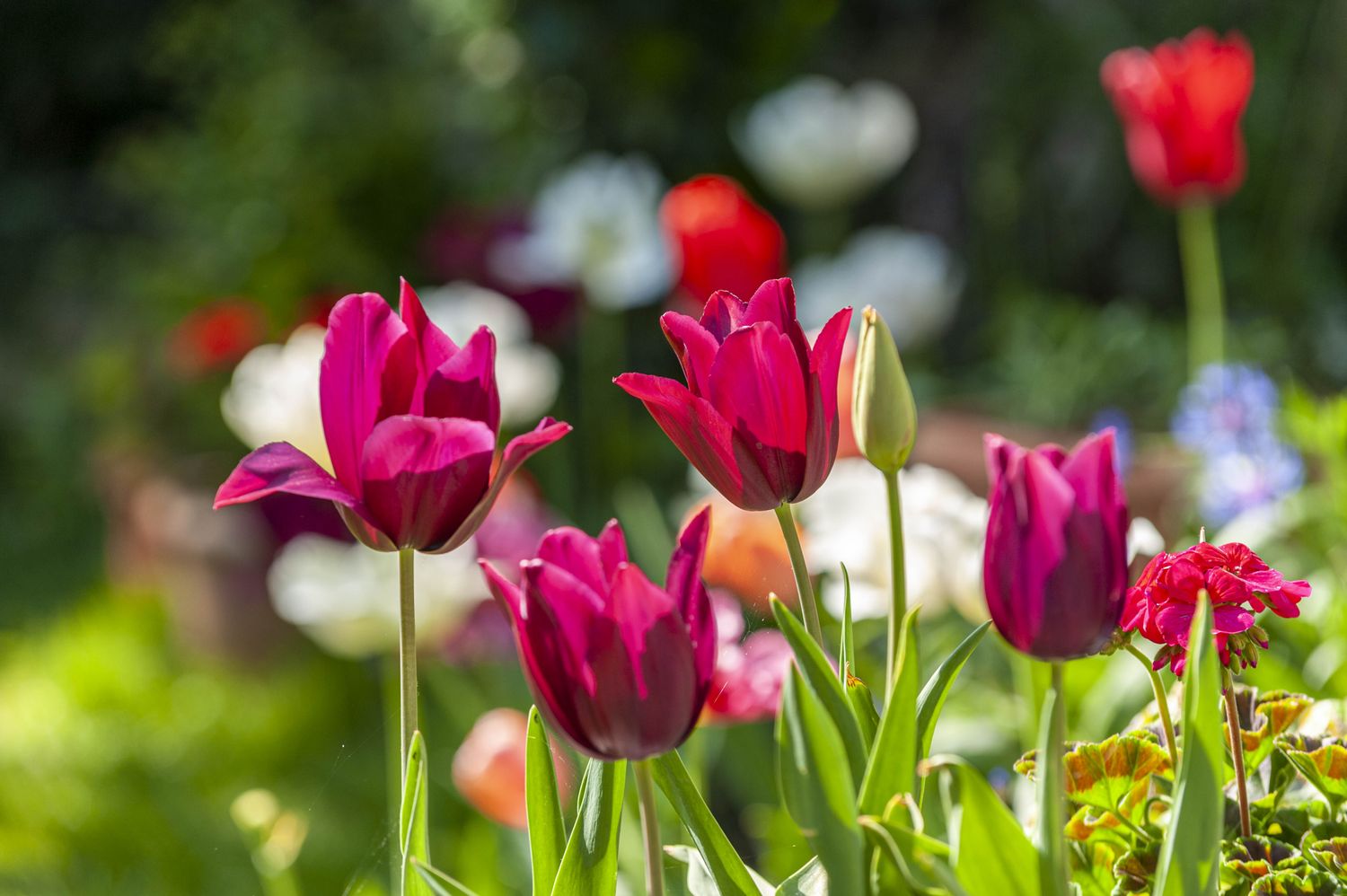 A close-up view of tulip merlot blooms, backlit by the sun, within a garden in springtime. 