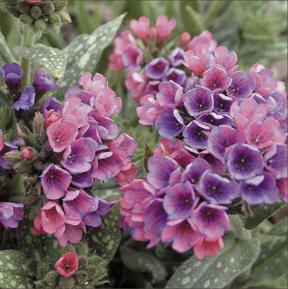 Clusters of pink and purple flowers with spotted leaves