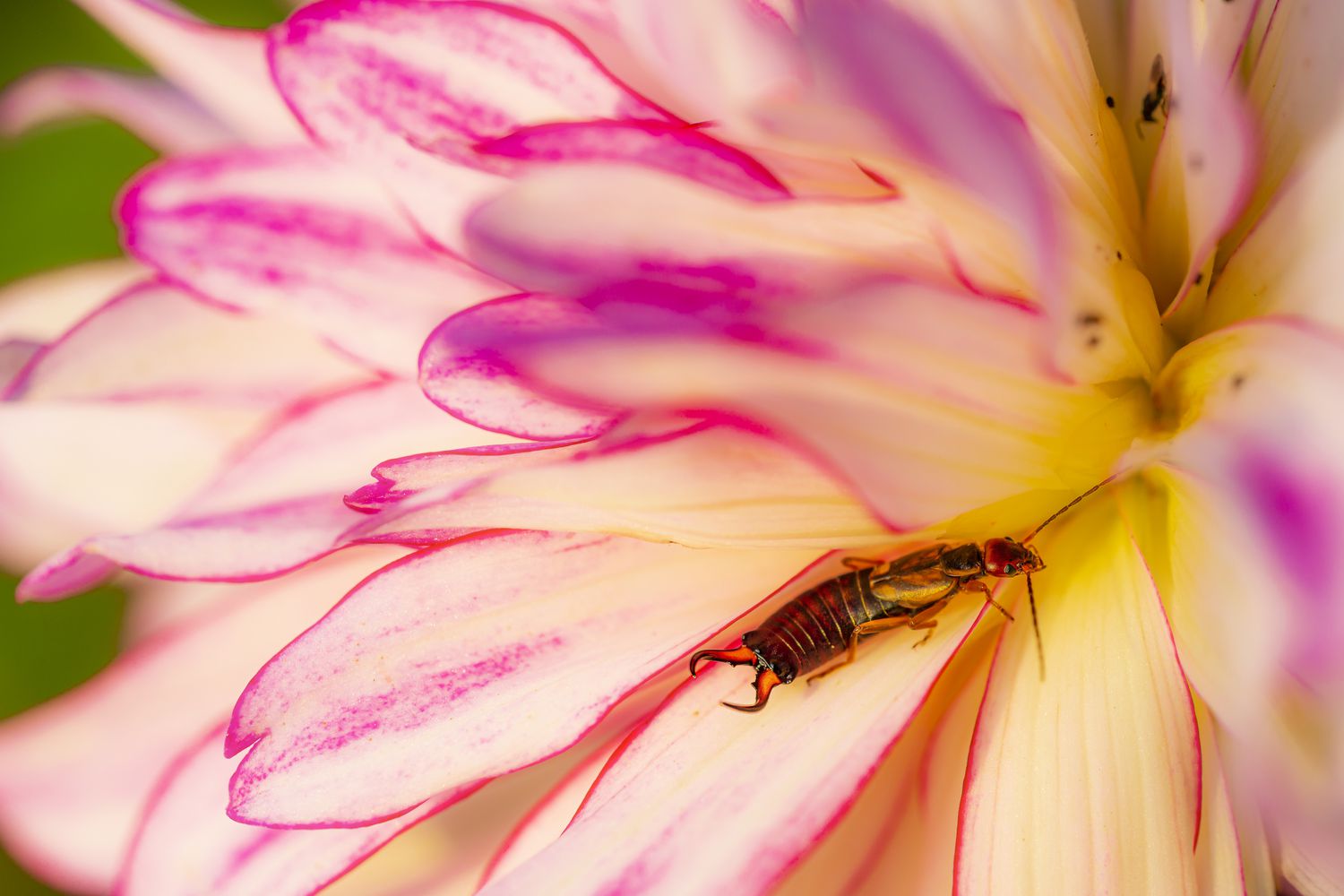 Earwig walking among pink flowers in a summer vibrant gossamer light