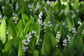 Lily of the valley flowers and green leaves in a natural setting