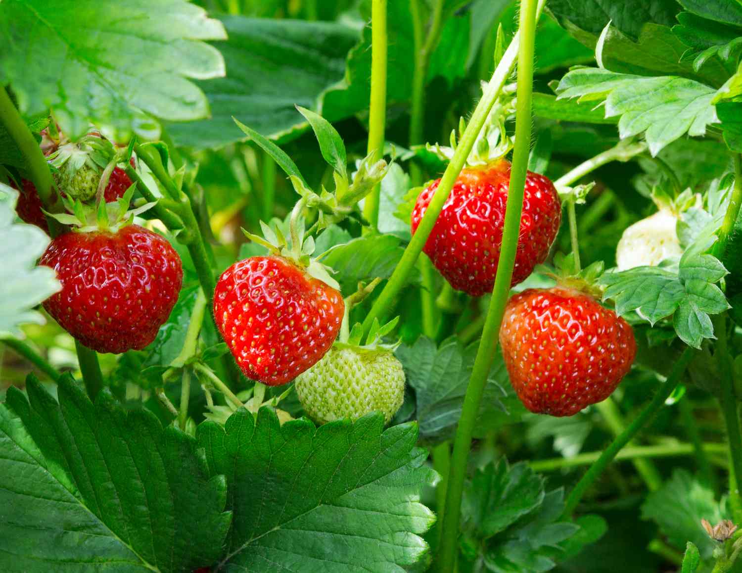 strawberry bush 