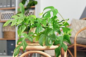 mini monstera plant on a wooden stool in a home