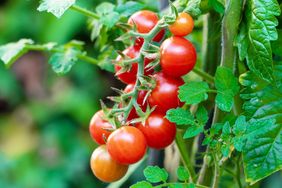 A cluster of tomatoes growing on a plant with green leaves