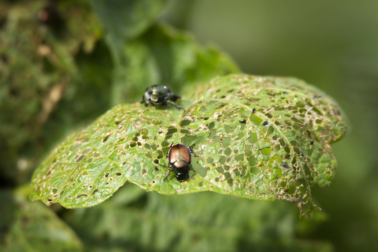 Two beetles on a leaf with visibly chewed holes, indicating grazing activity