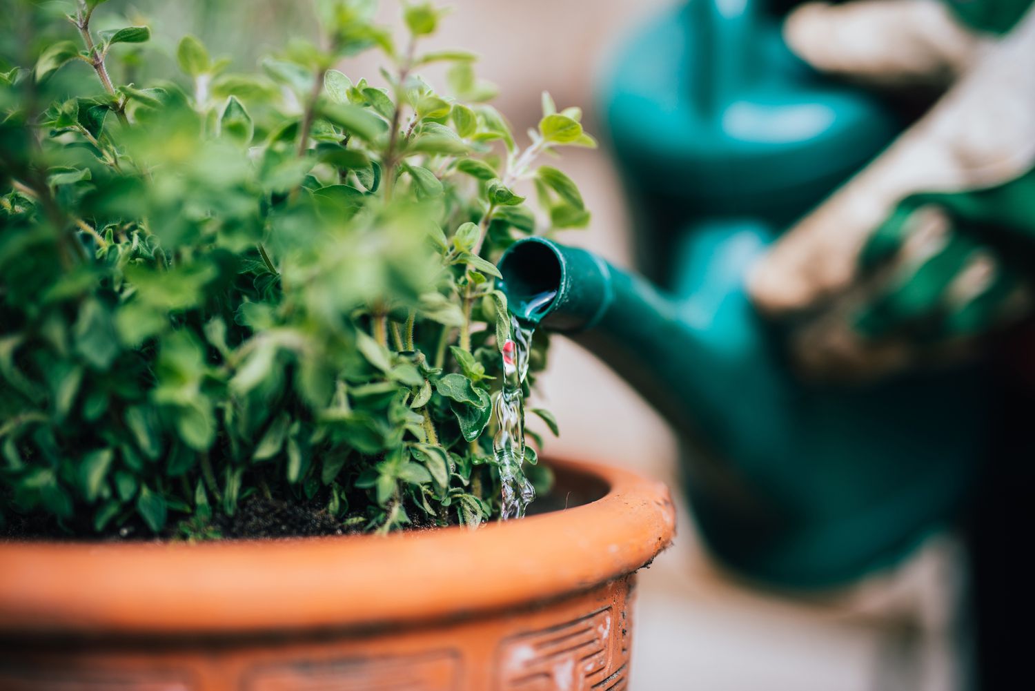 watering plants with green canister