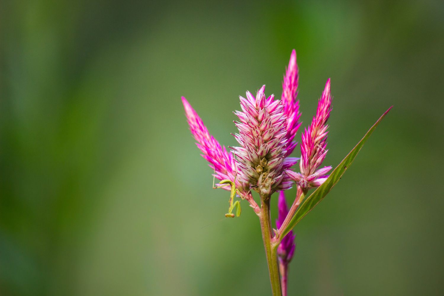 celosia flower in bloom